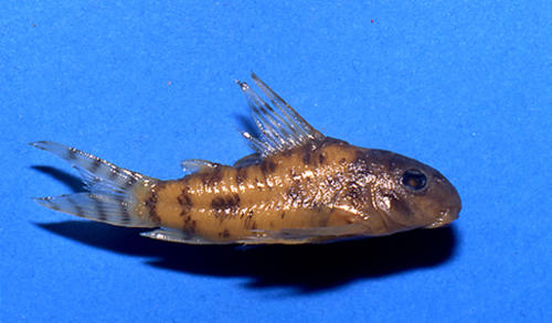 Hoplisoma steindachneri