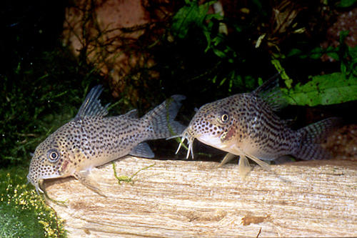 Hoplisoma xinguense