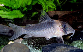 Corydoras serratus