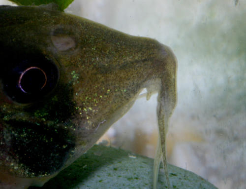 Corydoras amapaensis