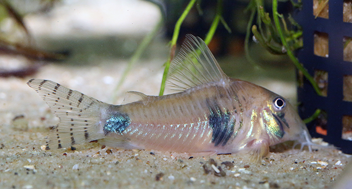 Corydoras desana