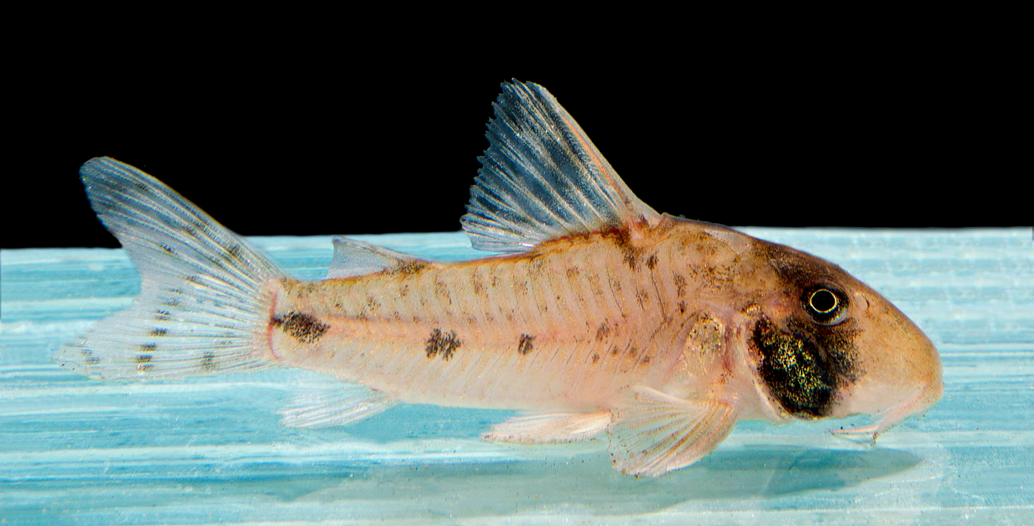 Hoplisoma rikbaktsa