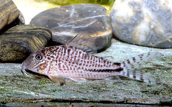 Corydoras fulleri