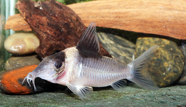 Corydoras cryptica