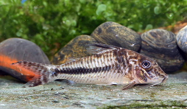 Corydoras filamentosus