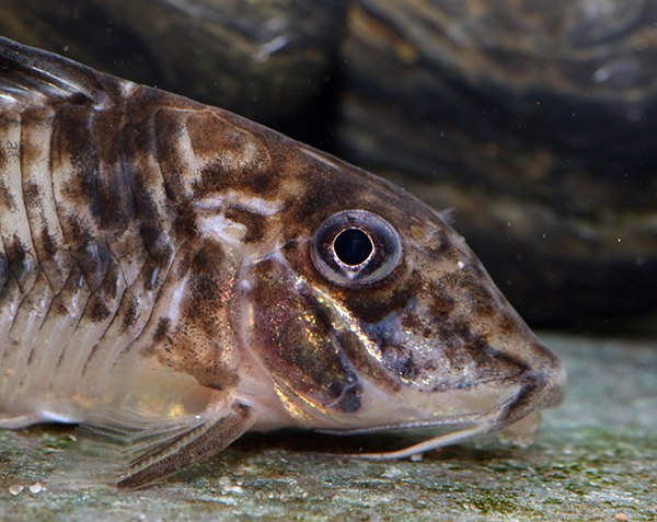 Corydoras filamentosus