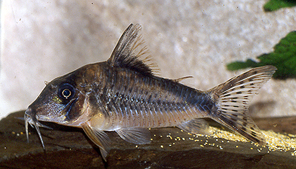 Corydoras sp. C016