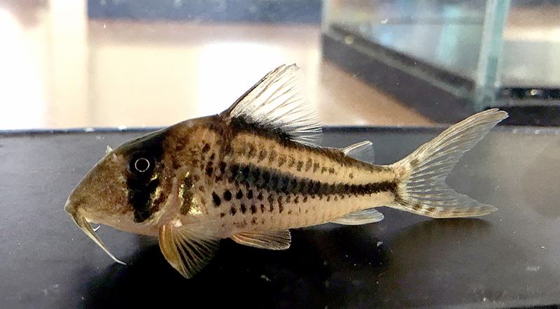 Corydoras sp. CW149