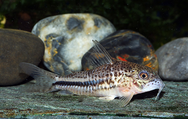 Hoplisoma bondi