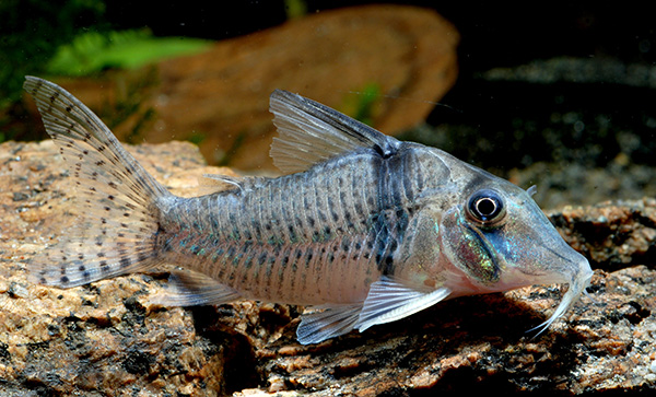 Corydoras sp. CW128