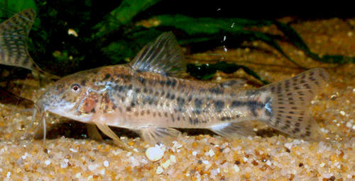 Aspidoras fuscoguttatus