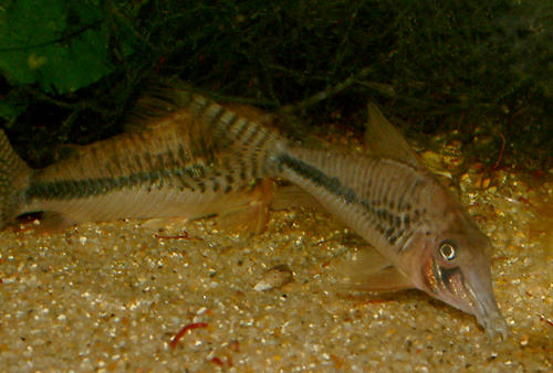 Corydoras sp. C008