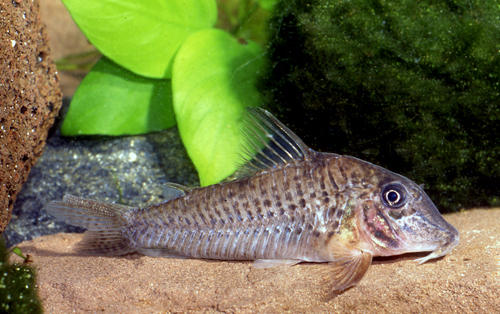 Corydoras sp. C028