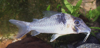 Corydoras sp. C038