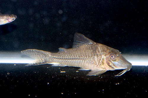 Corydoras sp. C042