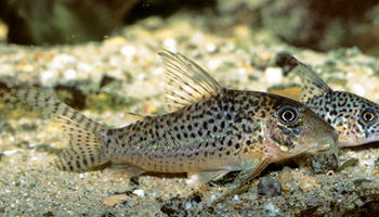 Corydoras sp. C047