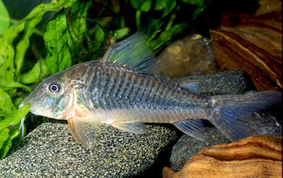 Corydoras sp. C078