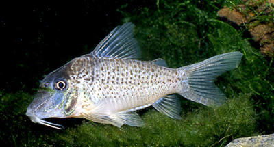 Corydoras sp. C086