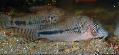 Corydoras sp. C092