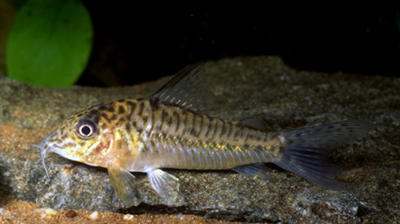 Corydoras sp. C095