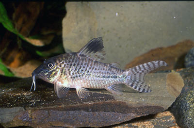 Corydoras sp. C109