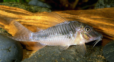 Corydoras sp. C127