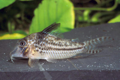 Corydoras sp. C149