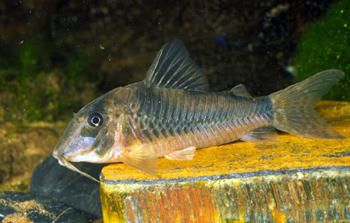 Corydoras sp. C153