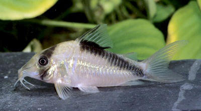 Corydoras sp. C159