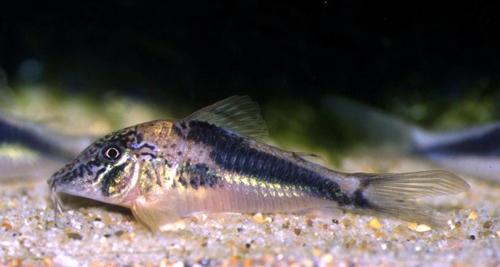 Corydoras coriatae