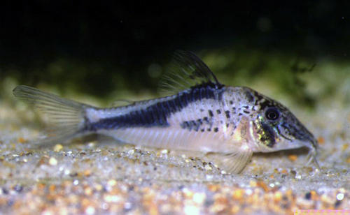 Corydoras fowleri