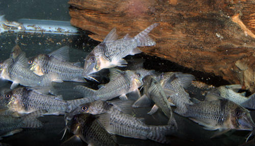 Corydoras pastazensis