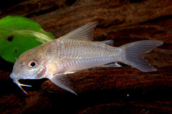 Hoplisoma sp. CW015