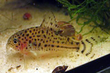 Hoplisoma knaacki