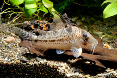 Corydoras sp. CW055