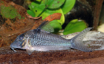 Corydoras sp. CW059