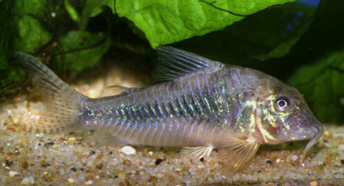 Corydoras stenocephalus