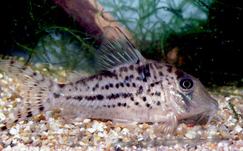 Corydoras vittatus