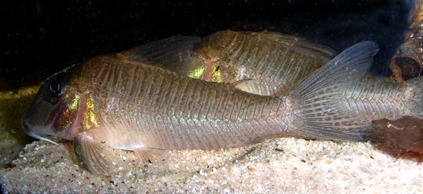 Corydoras spilurus