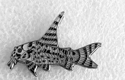 Catfish Brooch - Hoplisoma sp. CW111