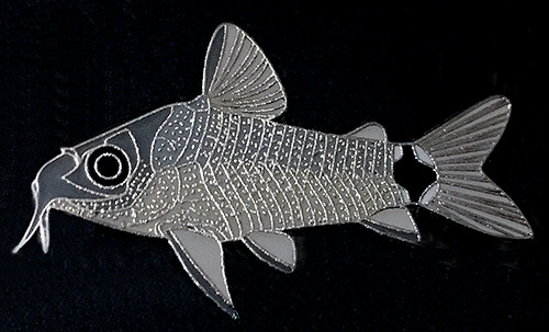 Catfish Brooch - Gastrodermus hastatus