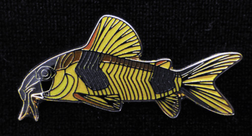 Catfish brooch - Hoplisoma weitzmani