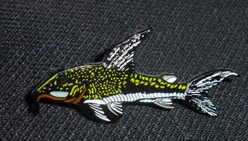 Catfish Brooch - Scleromystax barbatus