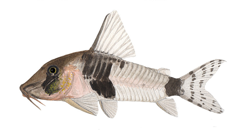 Corydoras desana - Original watercolour