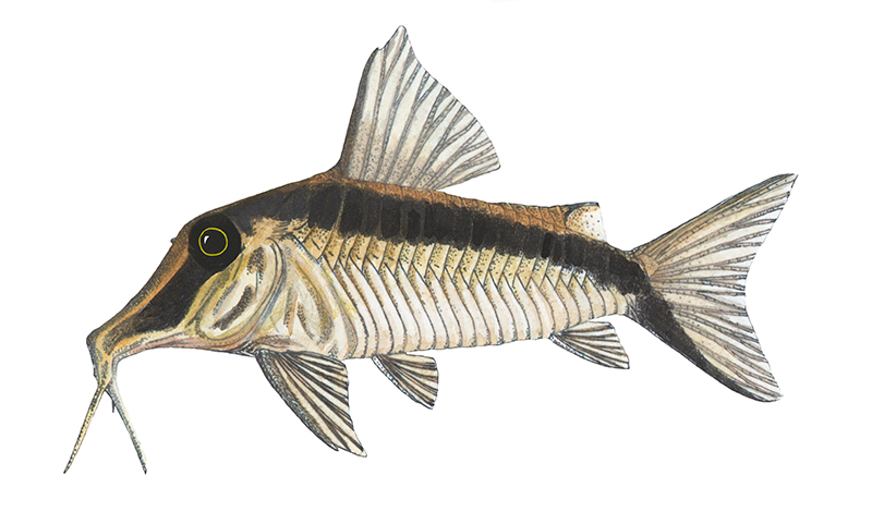 Corydoras narcissus  - original watercolour