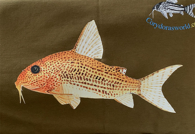 Printed Tee shirt - Corydoras eversi