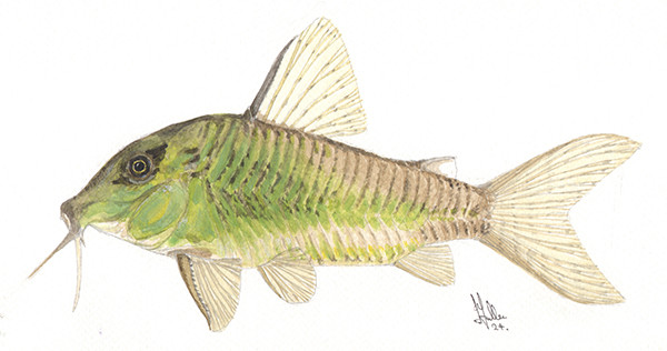 Corydoras sp. CW080 - Original Watercolour