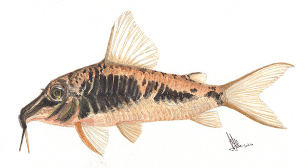 Corydoras sp. CW124 - Original Watercolour 